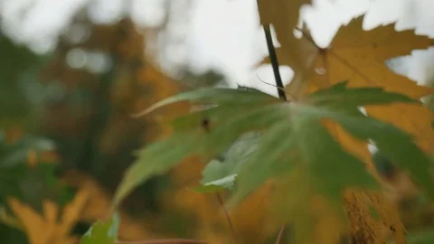 Autumnal leaves on tree Stock Footage 83240040