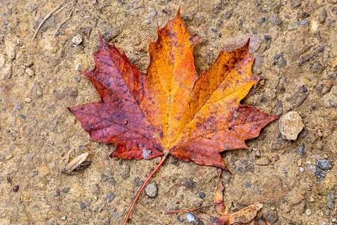 An autumnal maple leaf on a pathway Foto stock