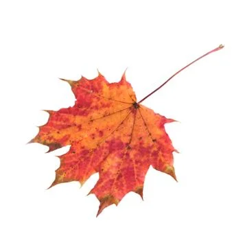 Autumnal maple leaf Stock Photos