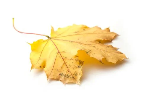 Autumnal maple leaf on white background Stock Photos