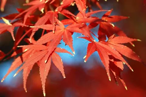 Autumnal maple leafs Stock Photos