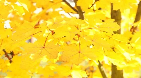 Autumnal Maple Leaves Stock Footage