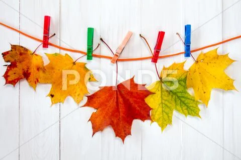 Autumnal maple leaves hanging on rope Stock Photos