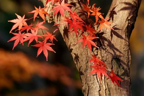 Autumnal maple tree Stock Photos
