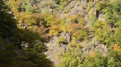 Autumnal mountain forest, Bode Valley Nature Reserve, Germany Stock Footage 12951718