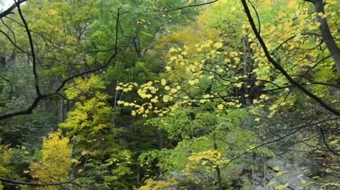 Autumnal mountain forest, Bode Valley Nature Reserve, Germany Stock Footage 12958491