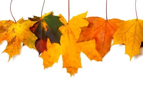 Autumnal multicolored maple-leafs upside down Stock Photos