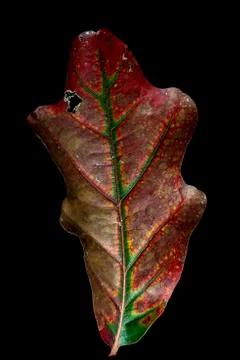 Autumnal oak leaf Stock Photos