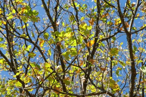 Autumnal oak tree Stock Photos