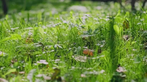 Autumnal or summer background. Stock-Footage 336552462