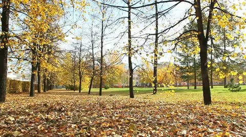 Autumnal park Video stock 11824958