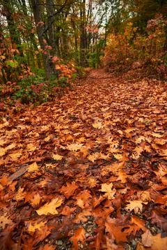 Autumnal path covered with orange fallen leaves Stock Photos
