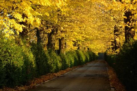 Autumnal path Stock Photos