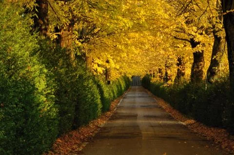 Autumnal path Stock-Fotos