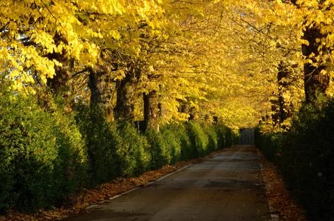 Autumnal path Foto stock