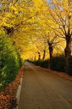 Autumnal path Stock Photos