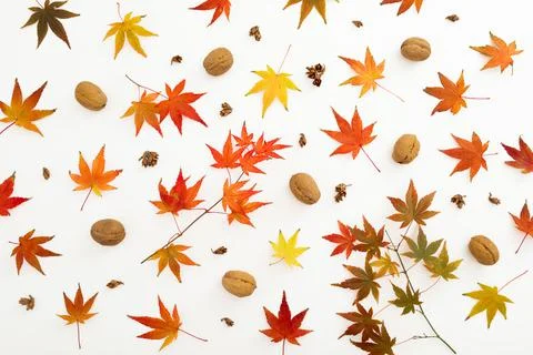 Autumnal pattern with fall leaves and walnut nuts on white background. Flat l Stock Photos