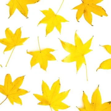 Autumnal pattern with fall yellow leaves on white background. Flat lay Stock Photos
