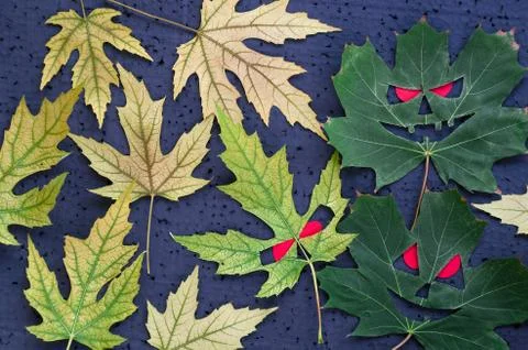 Autumnal pattern in halloween style - maple leaves in the form of evil faces. Stock Photos