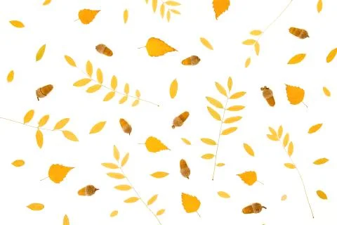 Autumnal pattern made of fall leaves on white background. Flat lay, top view Stock Photos