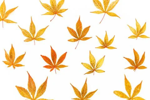 Autumnal pattern made of orange fall leaves on white background. Flat lay. Th Stock Photos