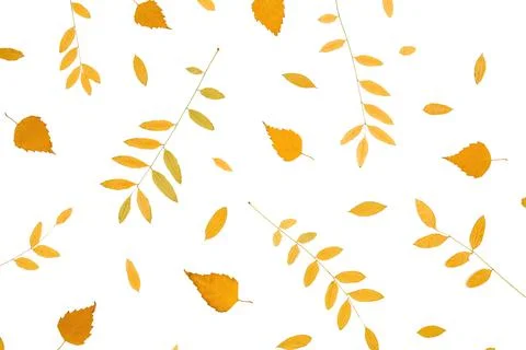 Autumnal pattern made of orange fall leaves on white background. Flat lay. Th Stock Photos