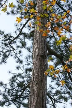 Autumnal Stock Photos