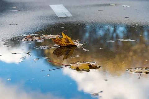 Autumnal plane tree leaf in the puddle with clear water in the rain, rainy we Stock Photos