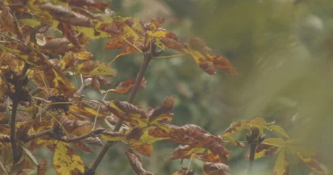 Autumnal Plants Stock Footage 164896765
