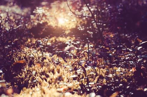 Autumnal plants in forest Foto stock