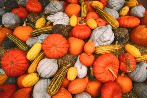Autumnal pumpkins background. Stock Photos