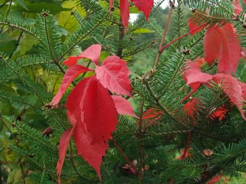 Autumnal red Stock Photos