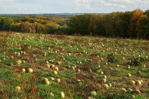 Autumnal scene of an array of pumpkins amongst lush green grass in a rural setti Stock Photos