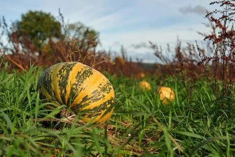 Autumnal scene of an array of pumpkins amongst lush green grass in a rural setti Stock-Fotos