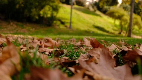 Autumnal Scene. Fallen Brown Maple Leaves On The Grass. Close Up Shot From Groun Stock Footage 166737758