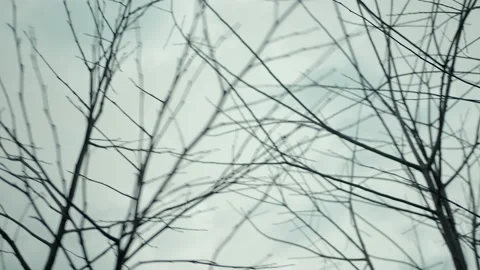 Autumnal Serenity: Rustling in the Wind, Bare Branches Against the Sky Stock Footage 235399639