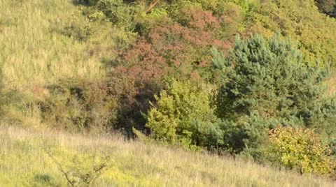 Autumnal slopes of Oder River near Gartz, Unteres Odertal National Park, Germany Stock Footage 12906499