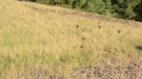 Autumnal slopes of Oder River near Gartz, Unteres Odertal National Park, Germany Stock Footage 12907259