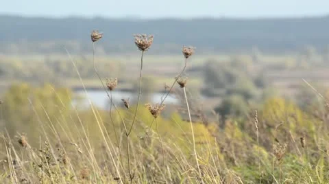 Autumnal slopes of Oder River near Gartz, Unteres Odertal National Park, Germany Stock Footage 12908587
