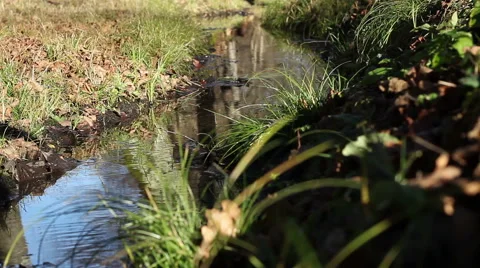 Autumnal Small Water Stream Stock Footage 45129154