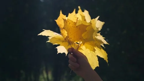 Autumnal theme. Stock Footage 336541871