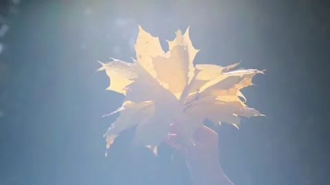 Autumnal theme. Stock-Footage 337236884