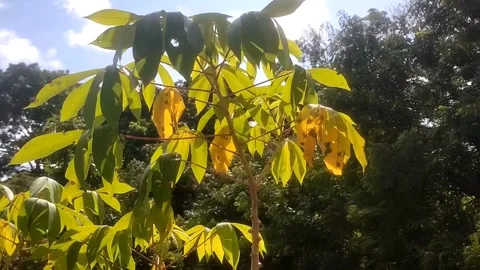 The Autumnal Transition of Foliage Under a Bright Sky Stockbeeldmateriaal 335936733