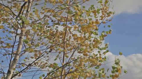 Autumnal tree blowing in wind Stock Footage 32233499