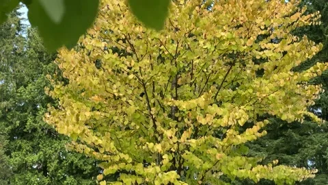 Autumnal Tree Stock Footage 138981717