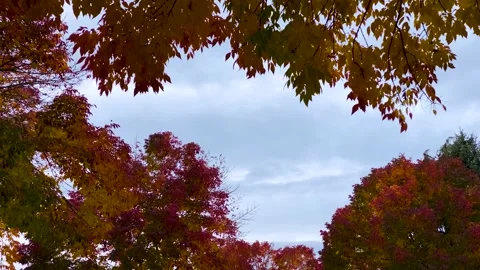 Autumnal Tree Stock Footage 140825045