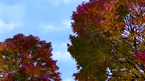 Autumnal Tree Stock Footage 140825062