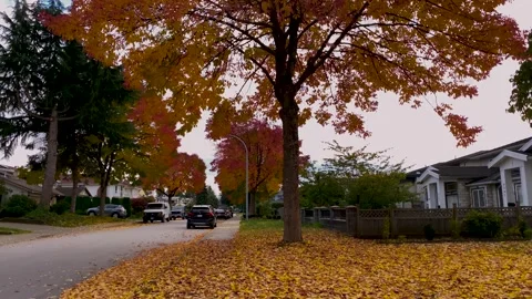 Autumnal Tree Stock Footage 140825077