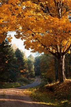 Autumnal tree in forest Stock Photos