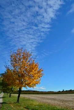 Autumnal Tree Stock Photos